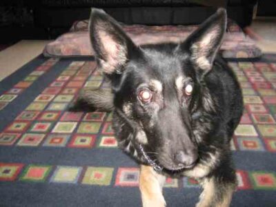 Canine Sudden Acquired Retinal Degeneration Image